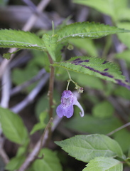 Impatiens hypophylla microhypophylla
