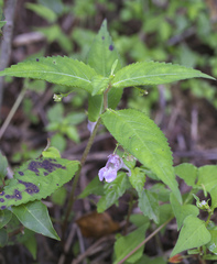 Impatiens hypophylla microhypophylla