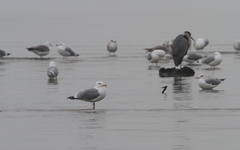 Larus cachinnans