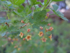 Ribes montigenum