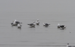 Larus fuscus