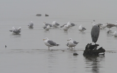 Larus cachinnans