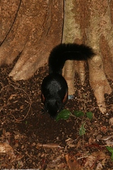 Callosciurus prevostii