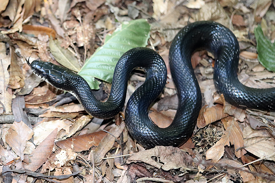 Eastern Ratsnake From Mason Neck, Mt Vernon, VA 22079, USA On September ...