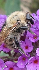 Bombus