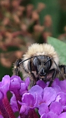 Bombus