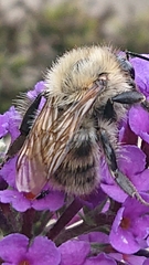 Bombus