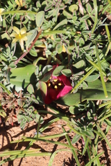 Colchicum coloratum pulchrum
