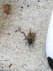 Gryllus