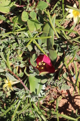 Colchicum coloratum pulchrum