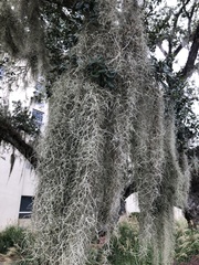 Tillandsia usneoides