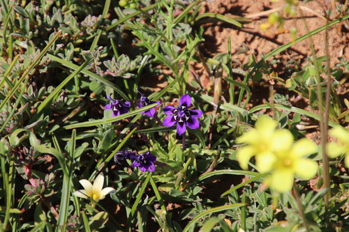 Image of Lapeirousia oreogena by (c) Tony Rebelo, some rights reserved (CC BY-SA)