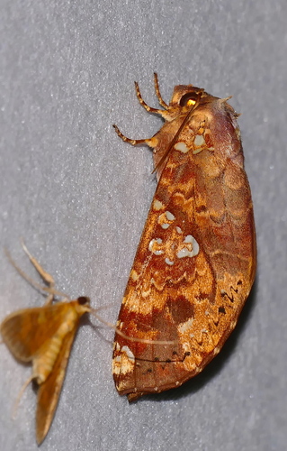 Hapigia cresus