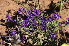 Lapeirousia oreogena