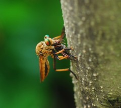 Cophinopoda
