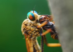 Cophinopoda