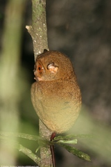 Cephalopachus bancanus borneanus