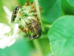 Pyrrhocoris sibiricus