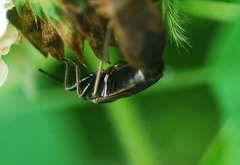 Pyrrhocoris sibiricus