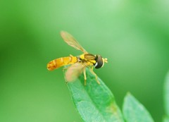 Sphaerophoria menthastri