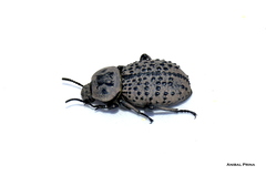 Scotobius pilularius