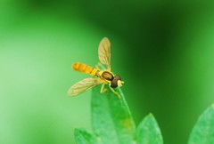 Sphaerophoria menthastri