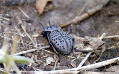 Scotobius pilularius