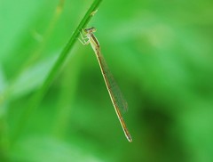 Ischnura asiatica