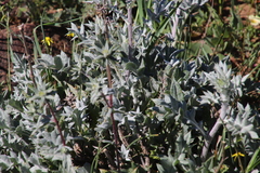 Berkheya pinnatifida