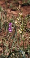 Ixia rapunculoides