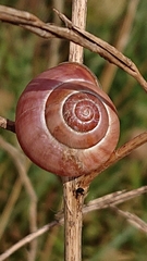 Cepaea nemoralis
