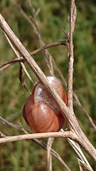 Cepaea nemoralis