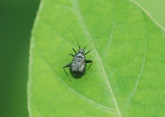 Ectmetopterus micantulus