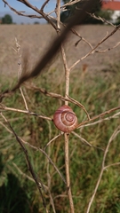 Cepaea nemoralis