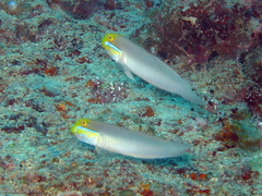 Valenciennea strigata