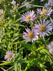 Symphyotrichum