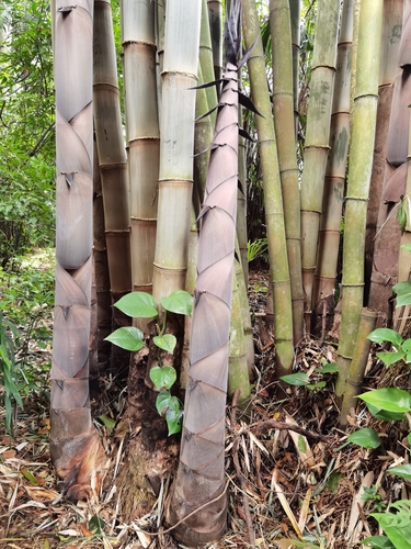 Dendrocalamus asper, photograph 2