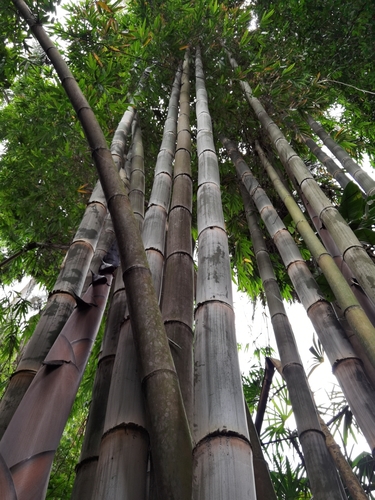 Image of Dendrocalamus asper by (c) Eduardo Chacón Madrigal, some rights reserved (CC BY)