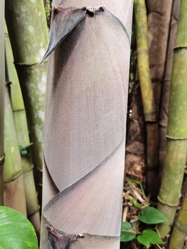 Dendrocalamus asper, photograph 4