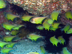 Pempheris affinis