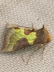 Diachrysia chrysitis