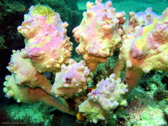 Halisarca australiensis