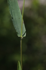 Dichanthelium boreale