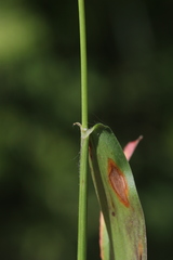 Dichanthelium boreale