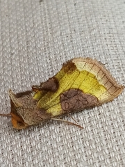 Diachrysia chrysitis