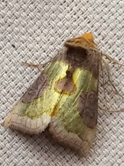 Diachrysia chrysitis