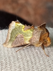 Diachrysia chrysitis