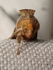 Diachrysia chrysitis