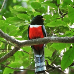 Trogon elegans lubricus