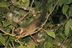 Paradoxurus philippinensis